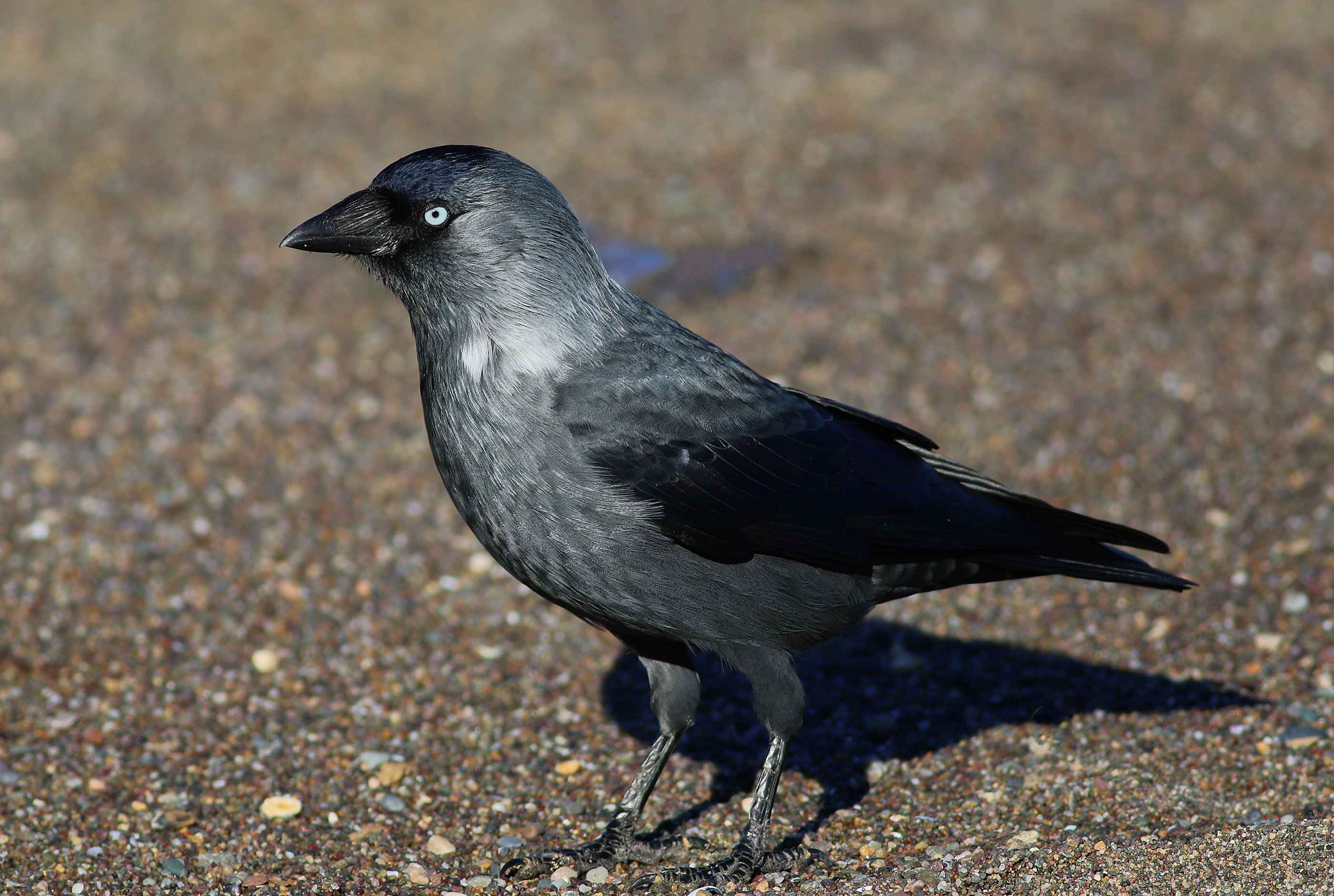 Eurasian Jackdaw